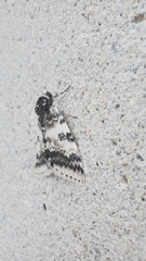 Catocala relicta