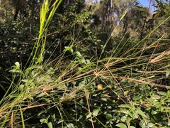 Austrostipa ramosissima
