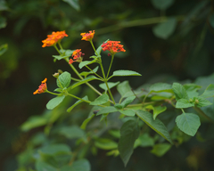 Lantana camara
