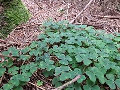 Oxalis acetosella