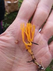 Calocera viscosa