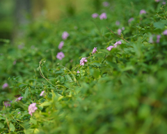 Lantana montevidensis