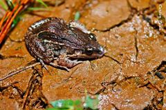 Leptodactylus fragilis