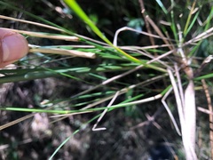 Austrostipa ramosissima