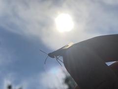 Pseudochorthippus montanus