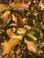Ochna inermis