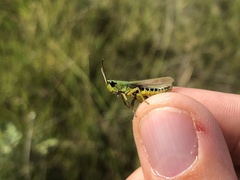 Pseudochorthippus montanus
