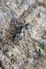 Tetrigidae