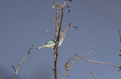 Thraupis sayaca