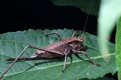 Tettigoniinae