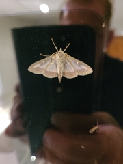 Cydalima perspectalis