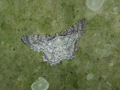 Epimecis