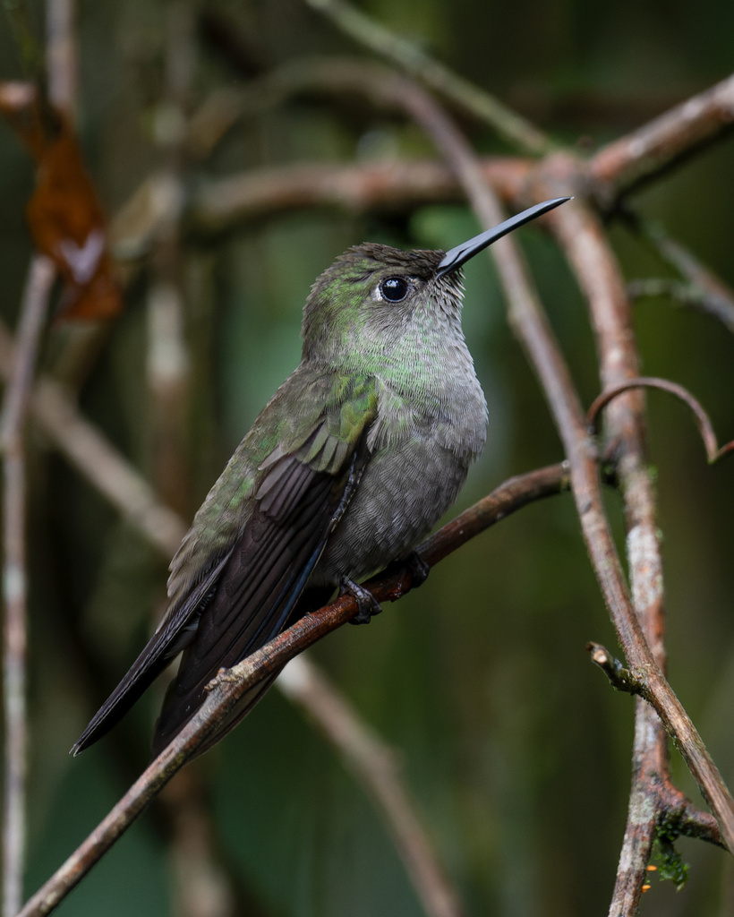Sombre Hummingbird
