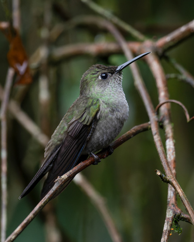 Sombre Hummingbird