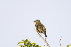 Thraupis palmarum