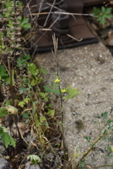 Erysimum hieraciifolium