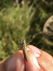 Conocephalus fuscus