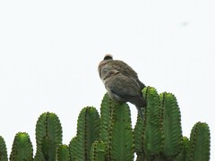 Streptopelia vinacea