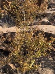 Ochna inermis