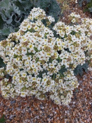 Crambe maritima