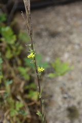 Erysimum hieraciifolium