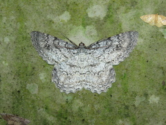 Epimecis