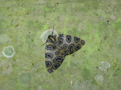 Pantherodes