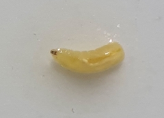 Pterygota
