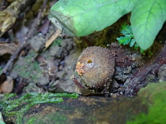Calostoma japonicum