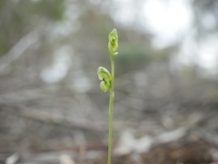 Pterostylis mutica