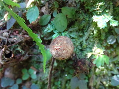 Calostoma japonicum