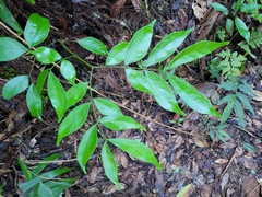 Archidendron lucidum