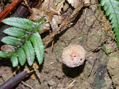 Calostoma japonicum
