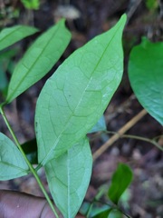 Archidendron lucidum