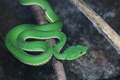 Trimeresurus stejnegeri