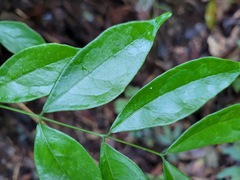 Archidendron lucidum