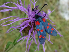 Zygaena filipendulae