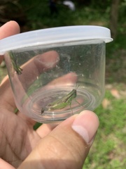 Pseudoxya diminuta