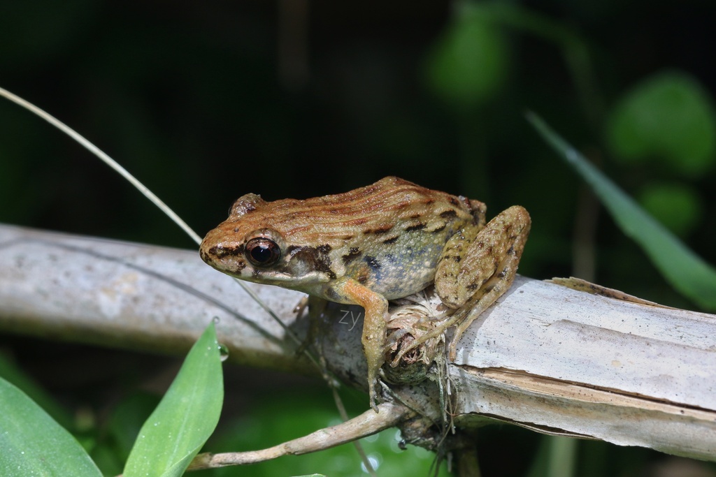 Fujian Frog
