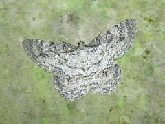 Epimecis
