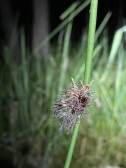 Chorizandra cymbaria