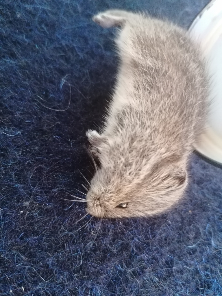 Mongolian Vole