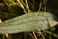 Golovinomyces sordidus