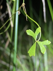 Hydrocotyle paludosa