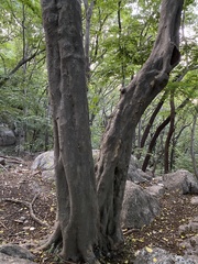 Pteroceltis tatarinowii