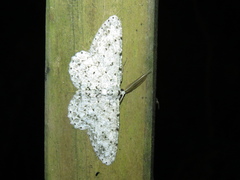 Geometridae