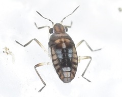 Gerromorpha