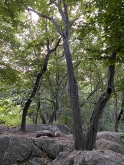 Pteroceltis tatarinowii