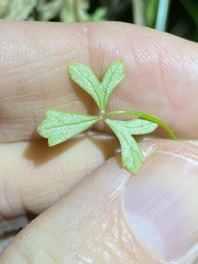 Hydrocotyle paludosa