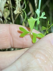 Hydrocotyle paludosa